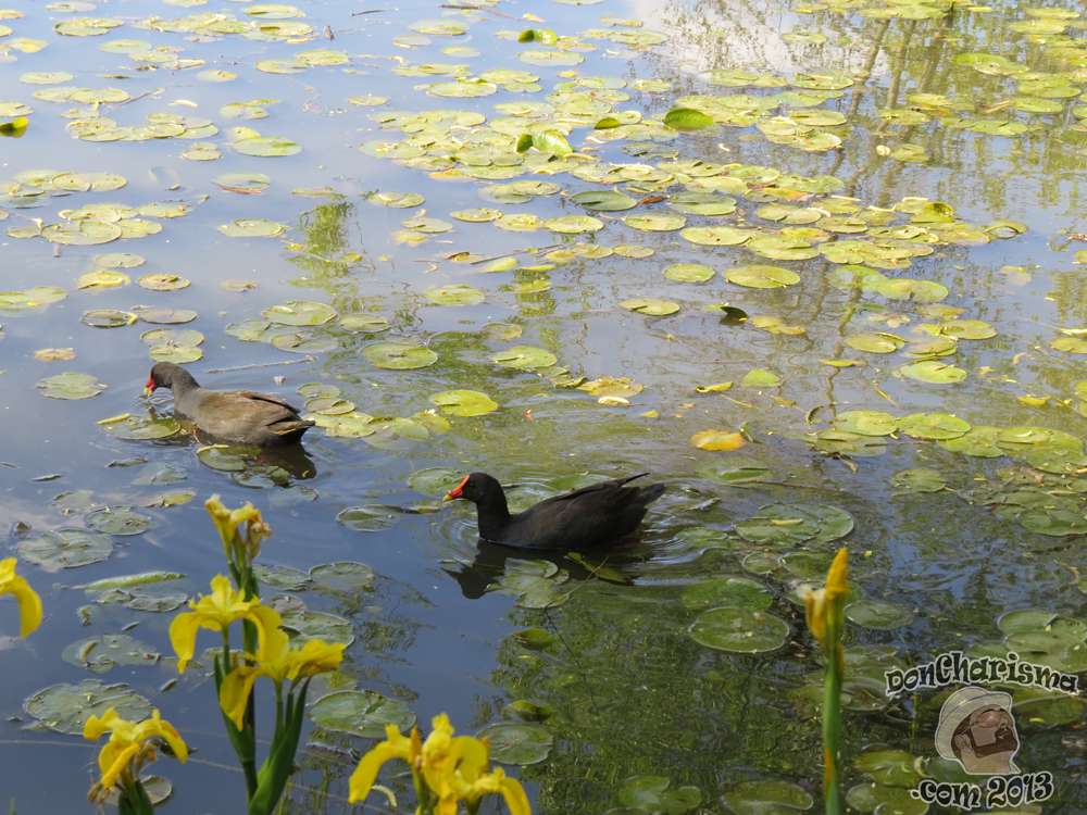 DonCharisma.com, Don Charisma, Duck Pond, Canberra Floriade 2013
