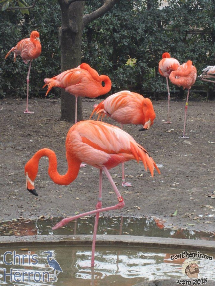 DonCharisma.com, Don Charisma, Liz Herron Flamingos Tokyo Zoo 2013