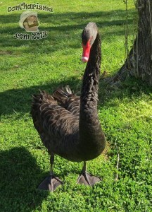 DonCharisma.com,Big Duck 2 Canberra Floriade 2013