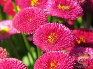 DonCharisma.com,Flowers Canberra Floriade 2013