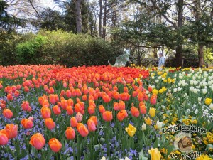 DonCharisma.com,Flowers 3 & Kangaroo Canberra Floriade 2013