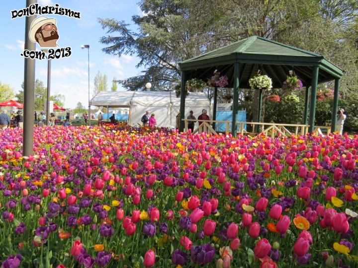 DonCharisma.com,Flowers 4 & Gazebo Canberra Floriade 2013