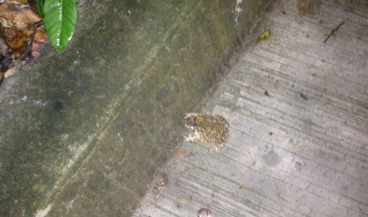 DonCharisma.com, Don Charisma, It's a toad