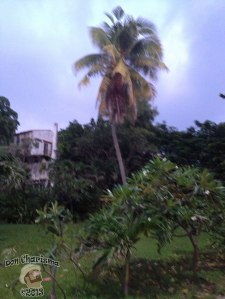 DonCharisma.org Beach Walk 3 Palm Tree non-HDR