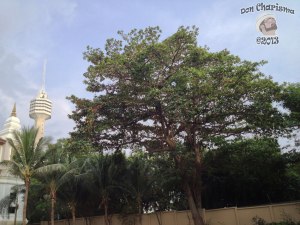DonCharisma.org Beach Walk 4 Trees Tower HDR