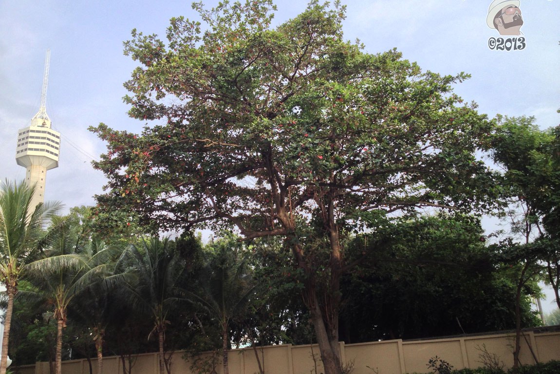 DonCharisma.org Beach Walk 7 Trees Tower HDR