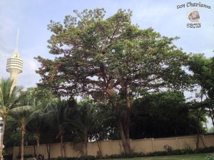 DonCharisma.org Beach Walk 7 Trees Tower HDR