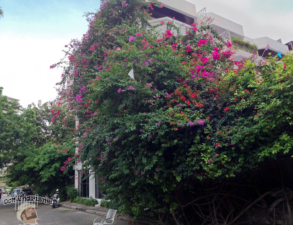 DonCharisma.org Beautiful Flowering Creeper Bush