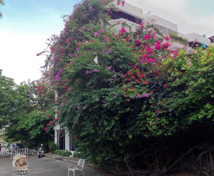 DonCharisma.org Beautiful Flowering Creeper Bush
