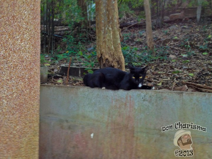 DonCharisma.org Black Cat 2 - Big Buddha Hill