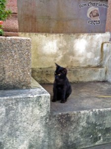 DonCharisma.org Black Pussy Cat Big Buddha Hill