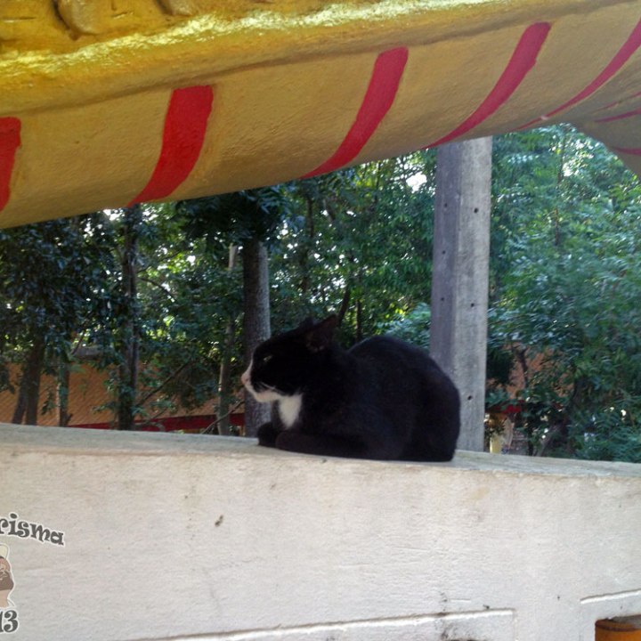 DonCharisma.org Black Pussy Cat Under Dragon - Big Buddha Hill