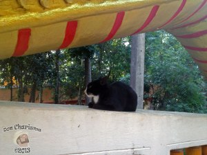 DonCharisma.org Black Pussy Cat Under Dragon - Big Buddha Hill