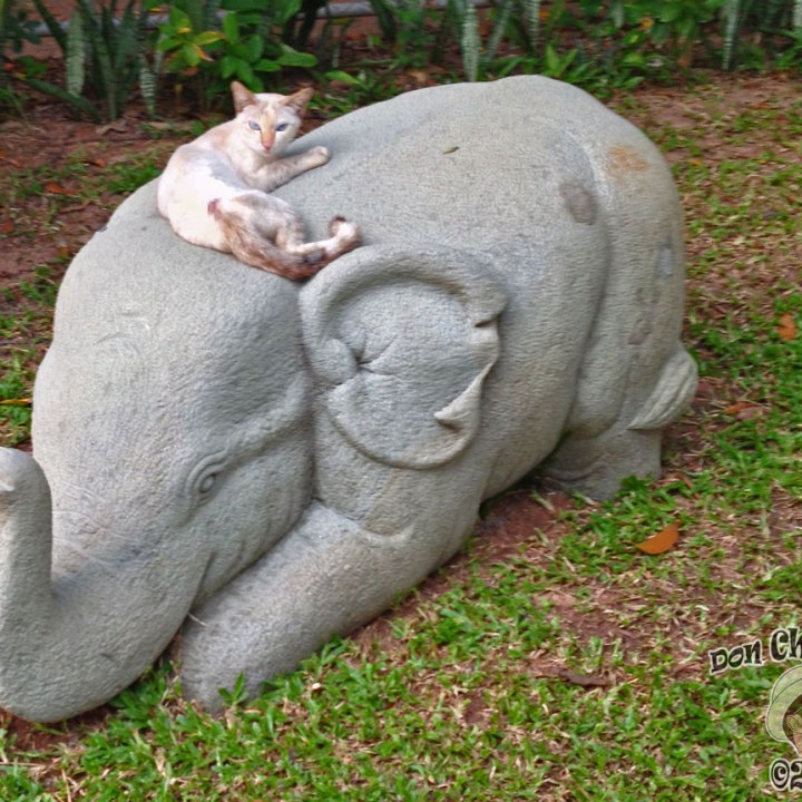 DonCharisma.org Cat On A Baby Elephant