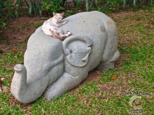 DonCharisma.org Cat On A Baby Elephant