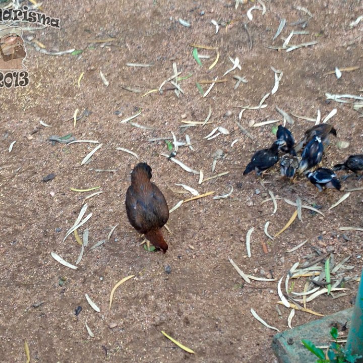 DonCharisma.org Chicken Family Big Buddha Hill