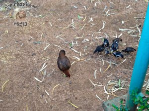 DonCharisma.org Chicken Family Big Buddha Hill