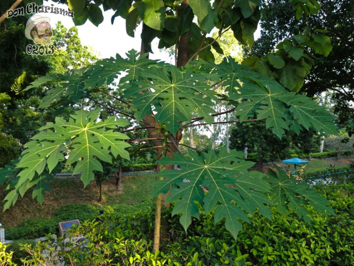 DonCharisma.org Cool Green Plant - Big Buddha Hill