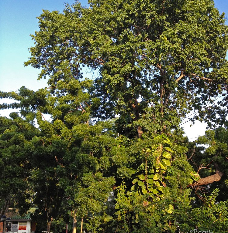 DonCharisma.org Cool Tree - Big Buddha Hill