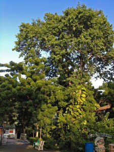 DonCharisma.org Cool Tree - Big Buddha Hill