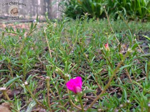 DonCharisma.org My First Micro Photo - Flowering Beach Plant 2 HDR