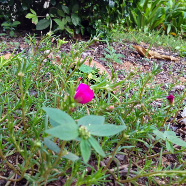 DonCharisma.org My First Macro Photo Flowering Beach Plant HDR