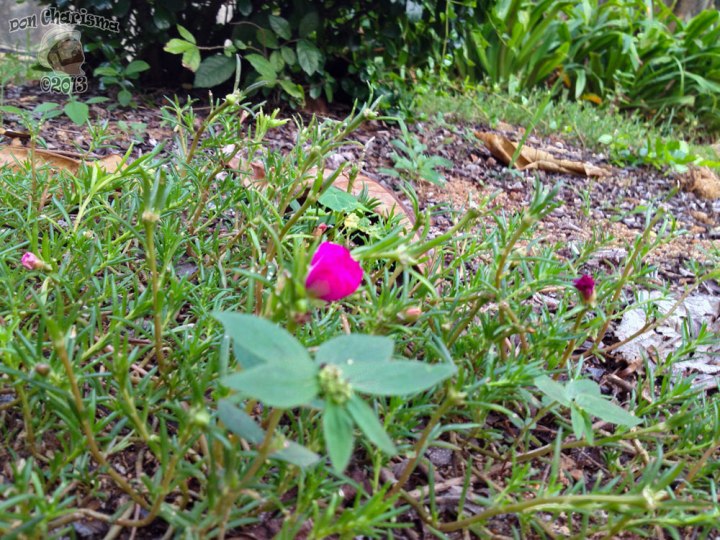 DonCharisma.org My First Macro Photo Flowering Beach Plant HDR