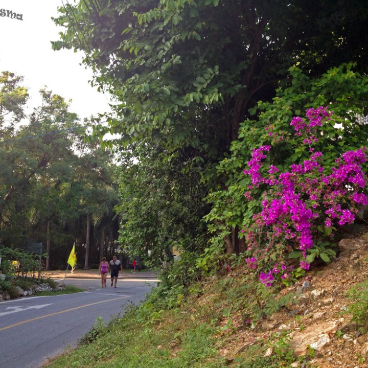 DonCharisma.org Road Side Flowers - Big Buddha Hill