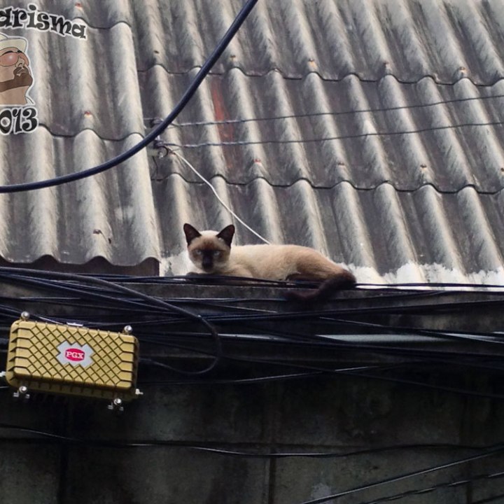 DonCharisma.org Thai Pussy Cat On Power Cables 2