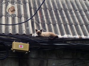 DonCharisma.org Thai Pussy Cat On Power Cables 2