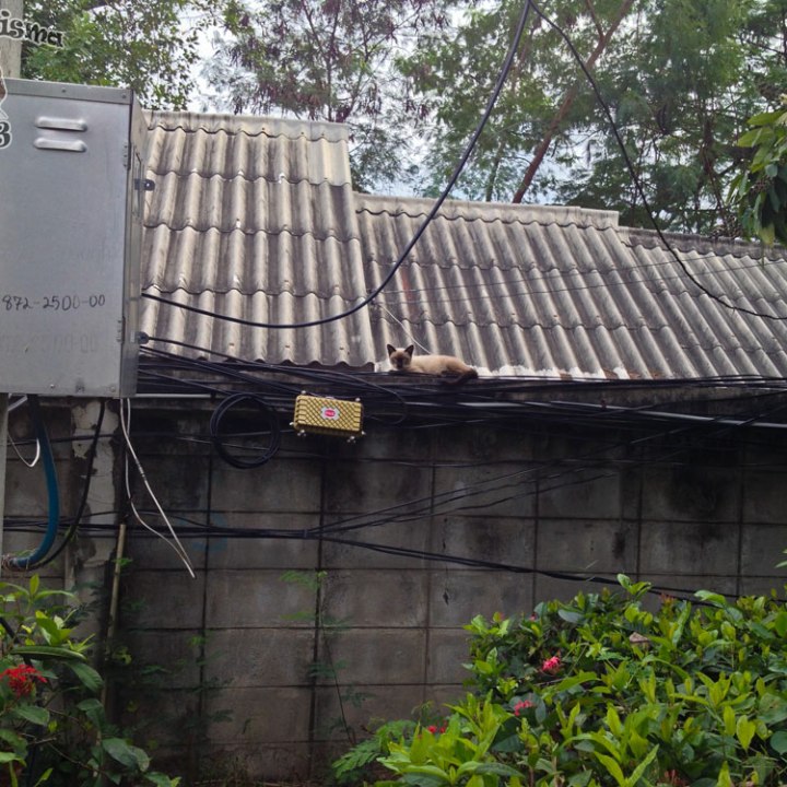 DonCharisma.org Thai Pussy Cat On Power Cables