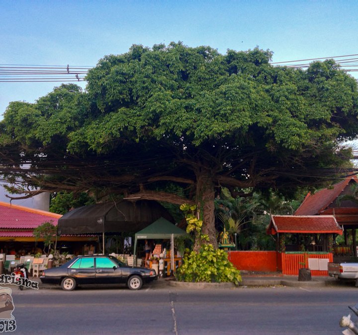 DonCharisma.org Tree Of Awesomeness Two