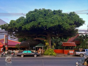 DonCharisma.org Tree Of Awesomeness Two