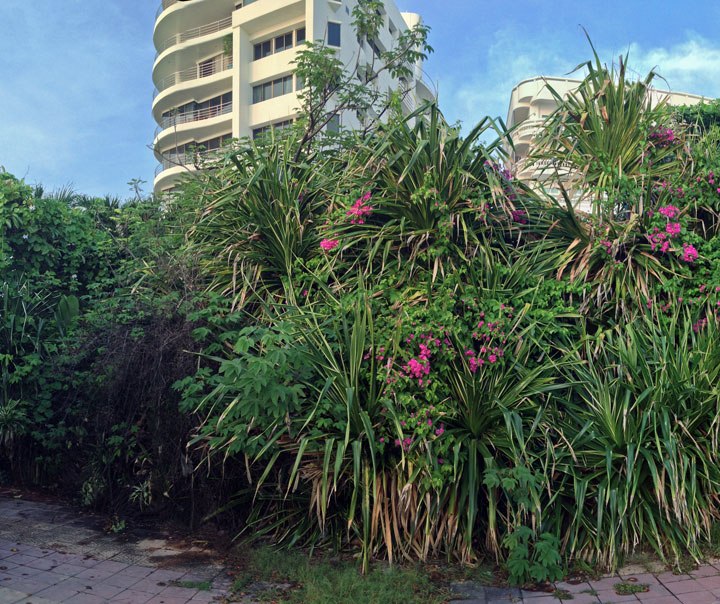 DonCharisma.org Beautiful Flowering Wall Of Greenery