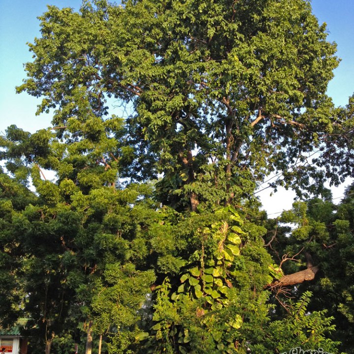 DonCharisma.org Cool Tree 2 - Big Buddha Hill