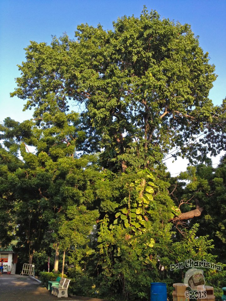 DonCharisma.org Cool Tree 2 - Big Buddha Hill