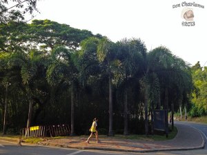 DonCharisma.org Road Palm Trees - Big Buddha Hill