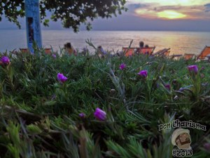 DonCharisma.org Sea Flower Sunset Macro 1L