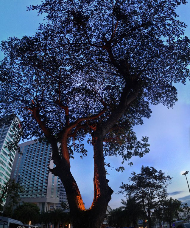 DonCharisma.org Tree Of Awesomeness 3 PTGui