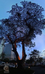 DonCharisma.org Tree Of Awesomeness 3 PTGui