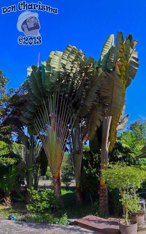 Fan Palm Towerama