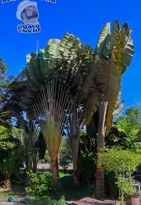 DonCharisma.org Fan Palm PTGui-1w-x-3h-L