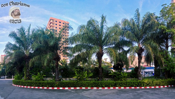 DonCharisma.org Palm Trees PTGui-5w-x-1h-P