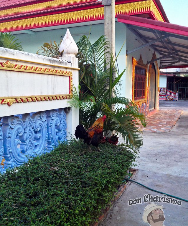 DonCharisma.org Temple Cockerels 1