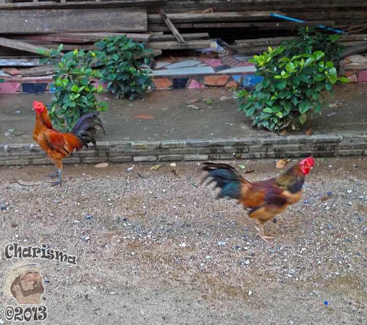 DonCharisma.org Temple Cockerels 2