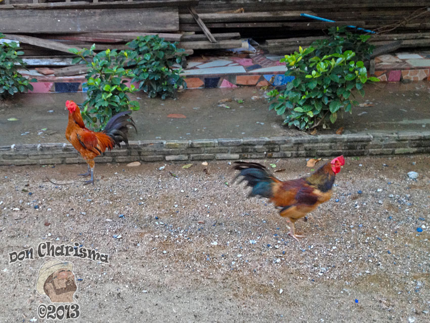 DonCharisma.org Temple Cockerels 2