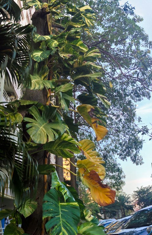 DonCharisma.org Tree Variegated Vine Towerama PTGui-1w-x-5h-P