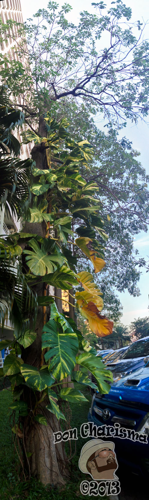 DonCharisma.org-Balcony-Sunrise-Panorama-Wide