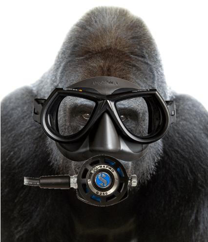 The Swimming Gorilla