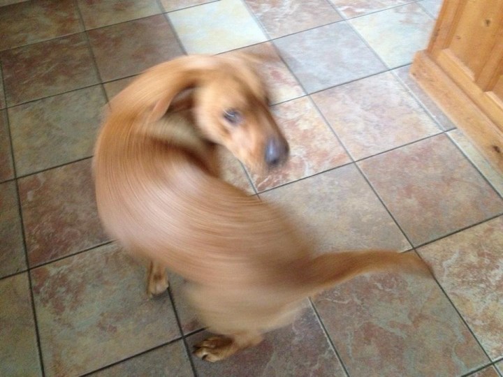 Spinning-Dog